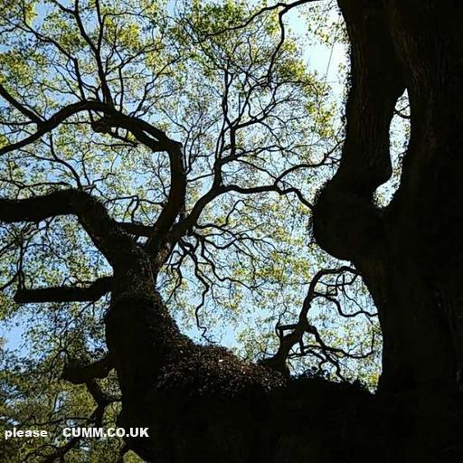 The Tree Of Life