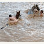 wild horses swimming naked ladz public