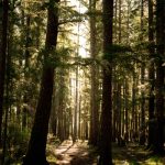 woods-wood-path