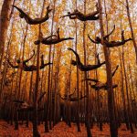 art – woods – Omer Ga’ash – Formation (2022)