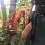 workman tree surgeon cock out woods